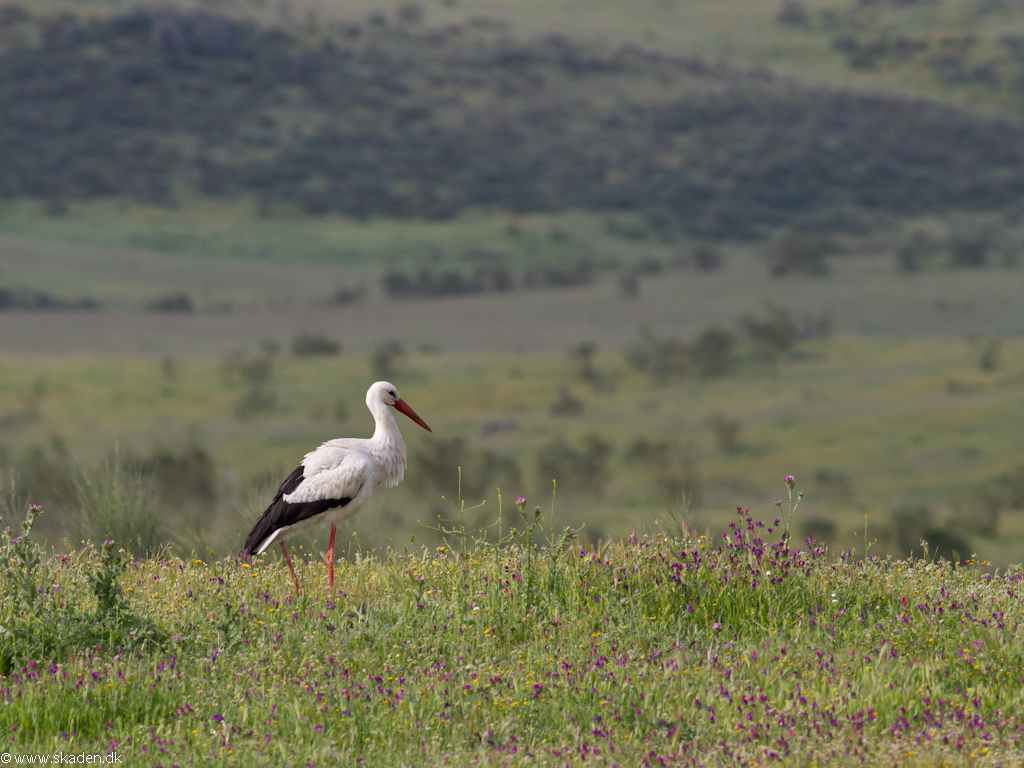 Hvid Stork