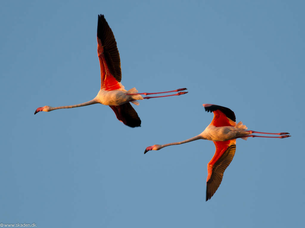 Stor Flamingo